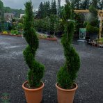 Tuja západná (Thuja occidentalis) ´SMARAGD´ - výška 130-150cm, kont. C24L - ŠPIRÁLA